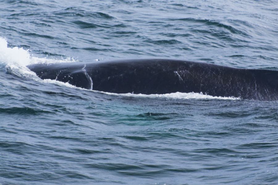 Cielsko martwego wieloryba odholowano do Helu